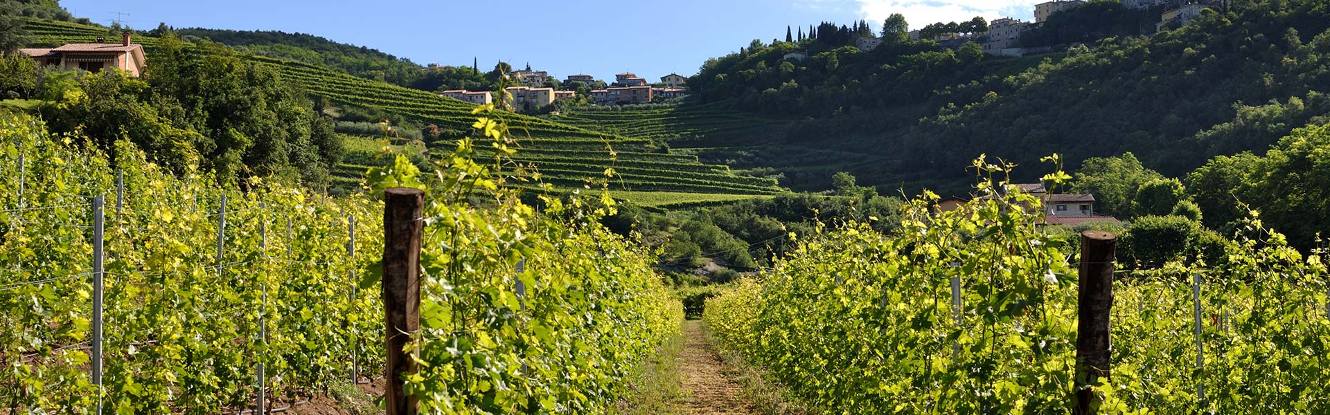 Vineyards