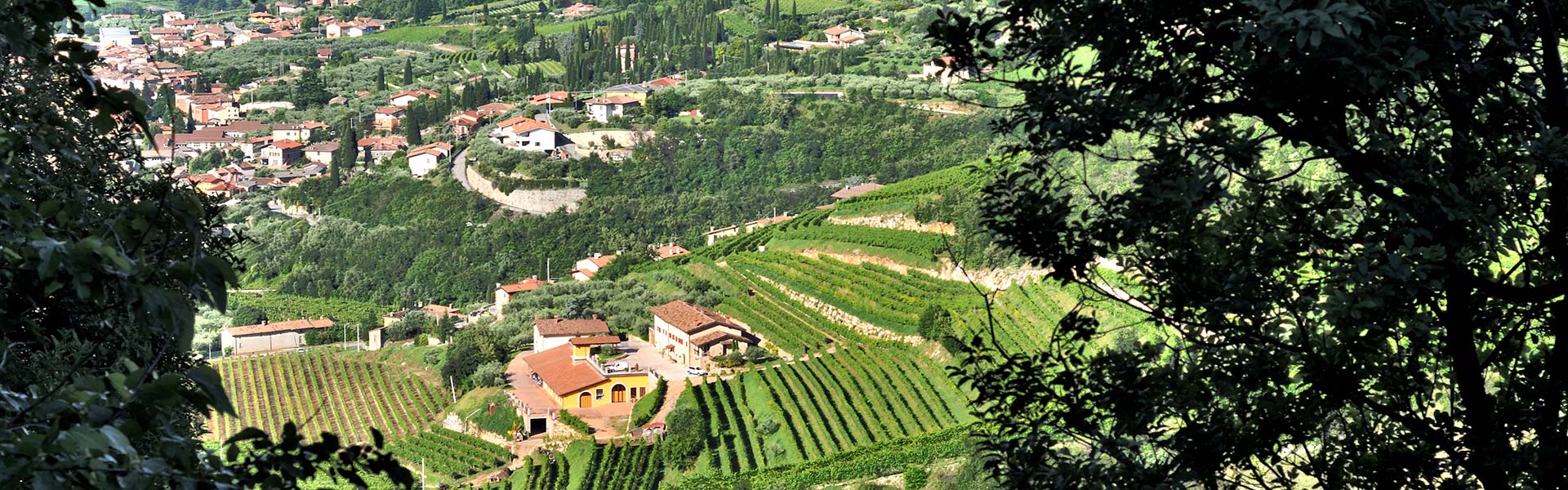 Vineyards